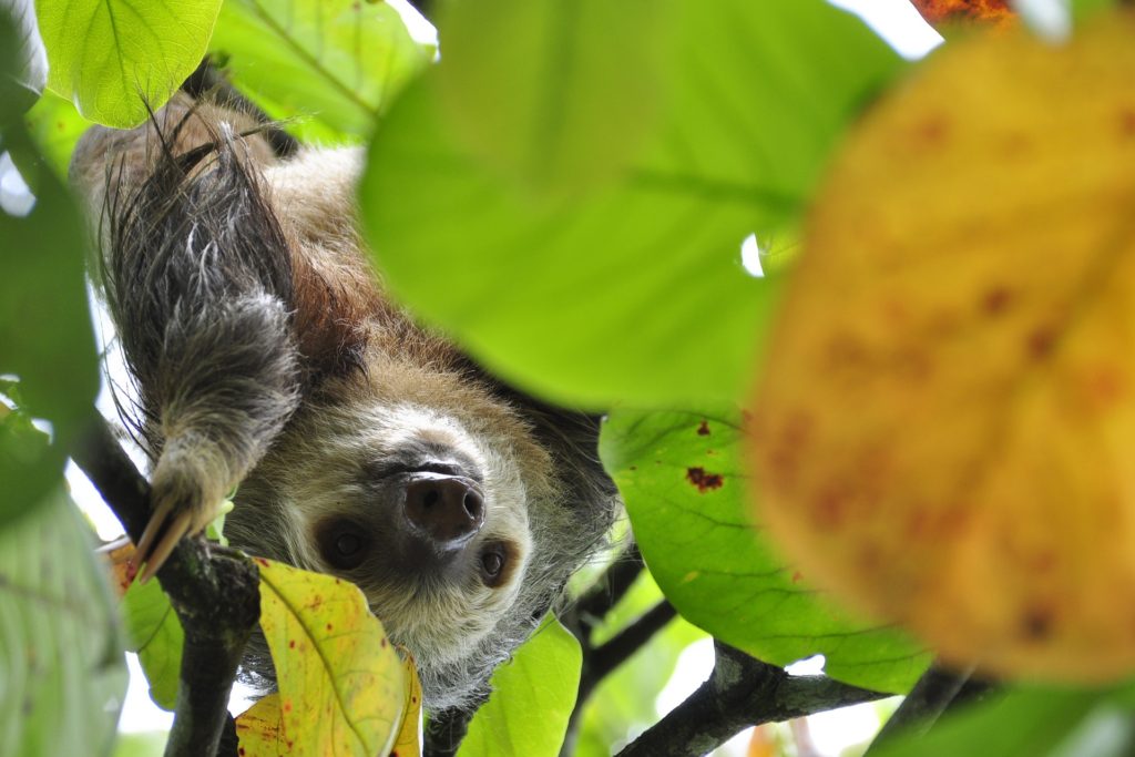 sloth costa rica